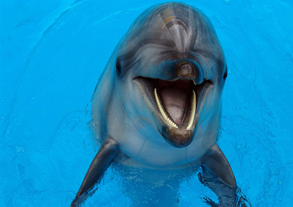 Афалина. Фото с сайта Сочинского дельфинария