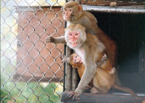 Адлерский обезьяний питомник. Фото с сайта Администрации г. Сочи